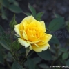 Yellow Doll